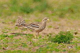 Eurasian Stone-curlew