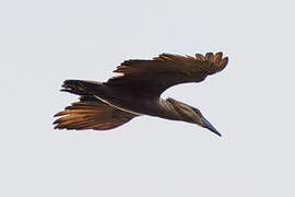 Hamerkop