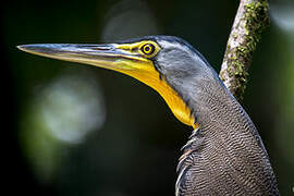 Bare-throated Tiger Heron