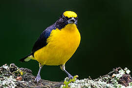 Thick-billed Euphonia