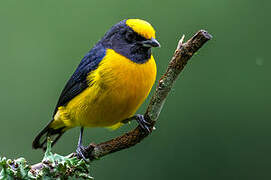 Orange-bellied Euphonia