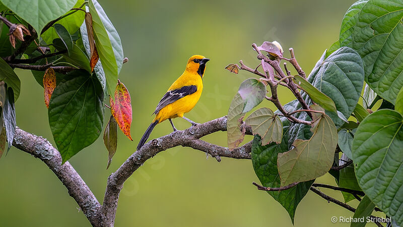 Oriole jaune