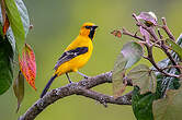 Oriole jaune