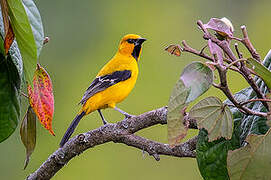 Yellow Oriole