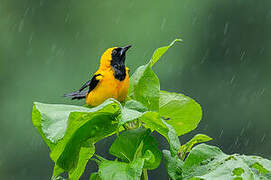 Yellow-backed Oriole