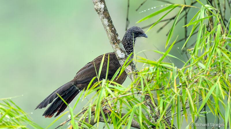 Colombian Chachalaca