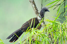 Colombian Chachalaca