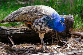 Indian Peafowl