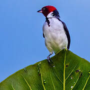 Red-capped Cardinal