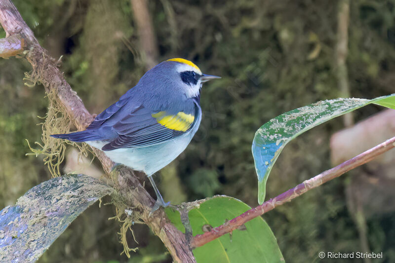 Golden-winged Warbler