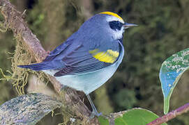 Golden-winged Warbler