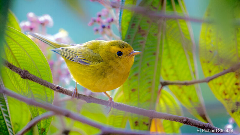 Wilson's Warbler