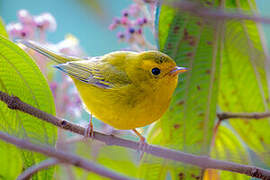 Wilson's Warbler