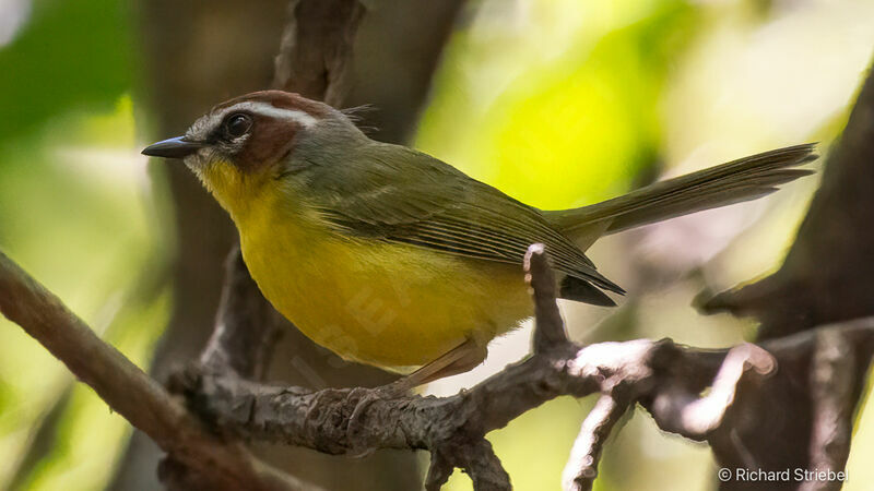 Rufous-capped Warbler