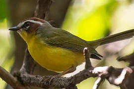 Rufous-capped Warbler