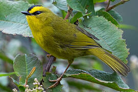 Black-crested Warbler