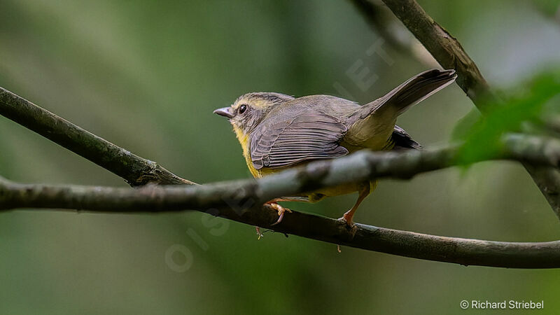 Golden-crowned Warbler