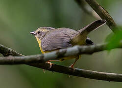 Golden-crowned Warbler