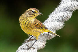 Palm Warbler