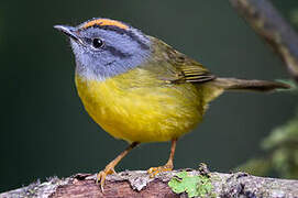 Russet-crowned Warbler