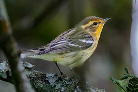 Blackburnian Warbler