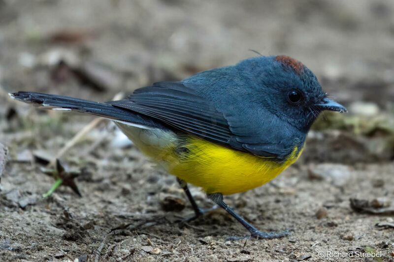 Slate-throated Whitestart