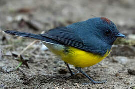 Slate-throated Whitestart