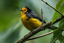 Golden-fronted Whitestart