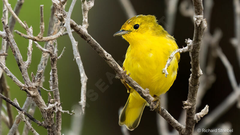 American Yellow Warbler