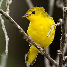 Paruline jaune