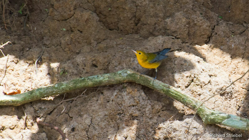 Prothonotary Warbler