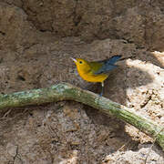 Prothonotary Warbler