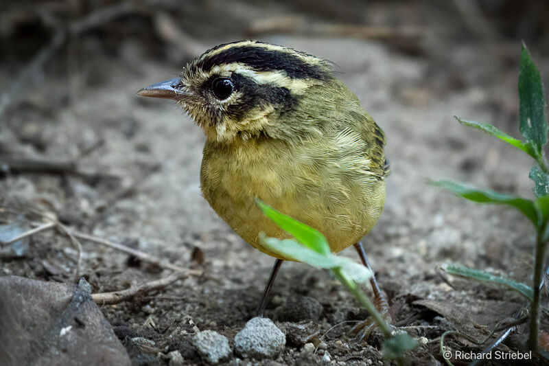 Three-striped Warbler