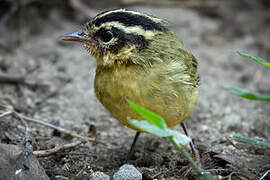 Three-striped Warbler