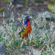 Painted Bunting