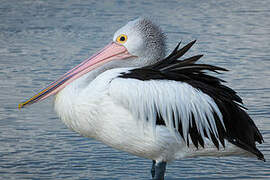 Australian Pelican