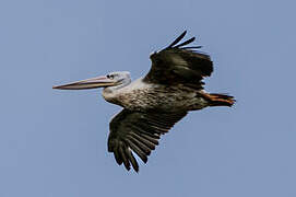 Pink-backed Pelican