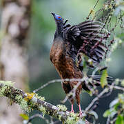 Sickle-winged Guan