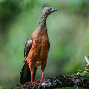 Sickle-winged Guan