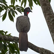 Crested Guan