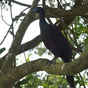 Black Guan