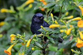 White-sided Flowerpiercer