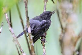 White-sided Flowerpiercer