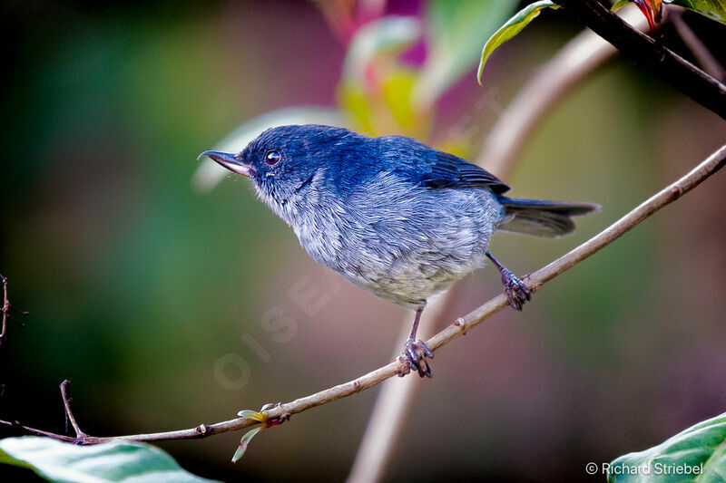 Slaty Flowerpiercer