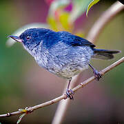 Slaty Flowerpiercer