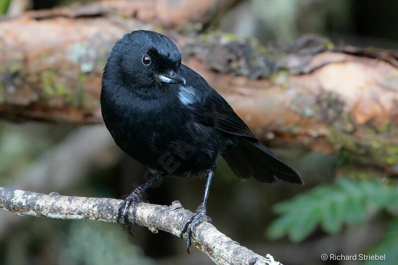 Glossy Flowerpiercer