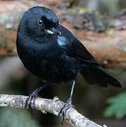 Glossy Flowerpiercer