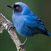 Masked Flowerpiercer