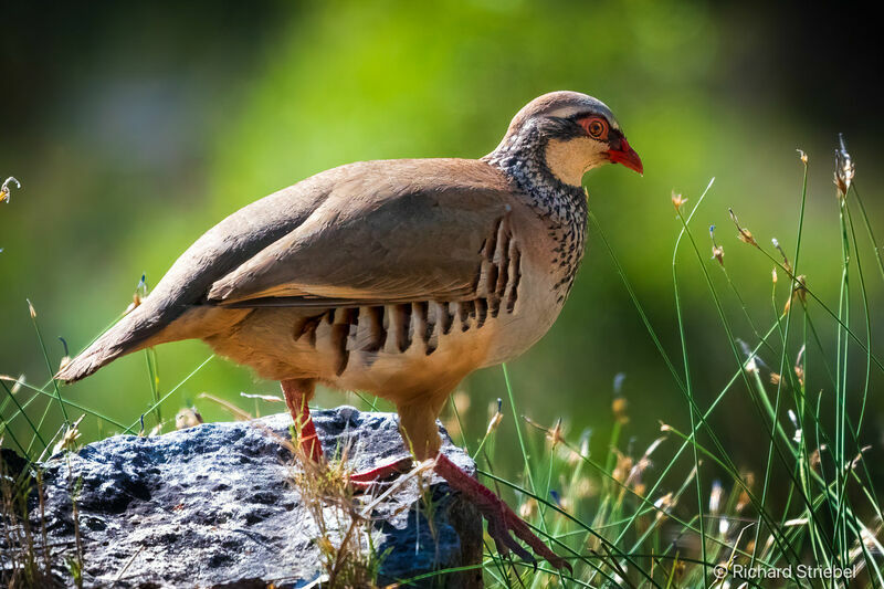 Red-legged Partridge