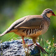 Red-legged Partridge